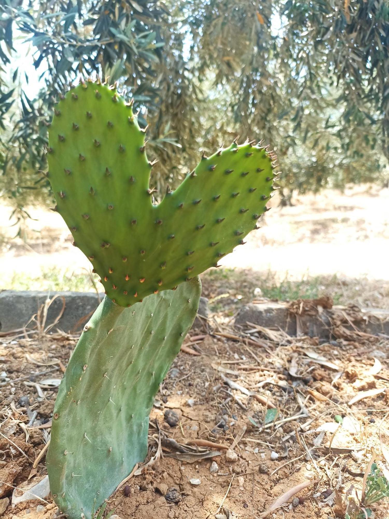 شقة Kalelia نيا بوتيدايا المظهر الخارجي الصورة
